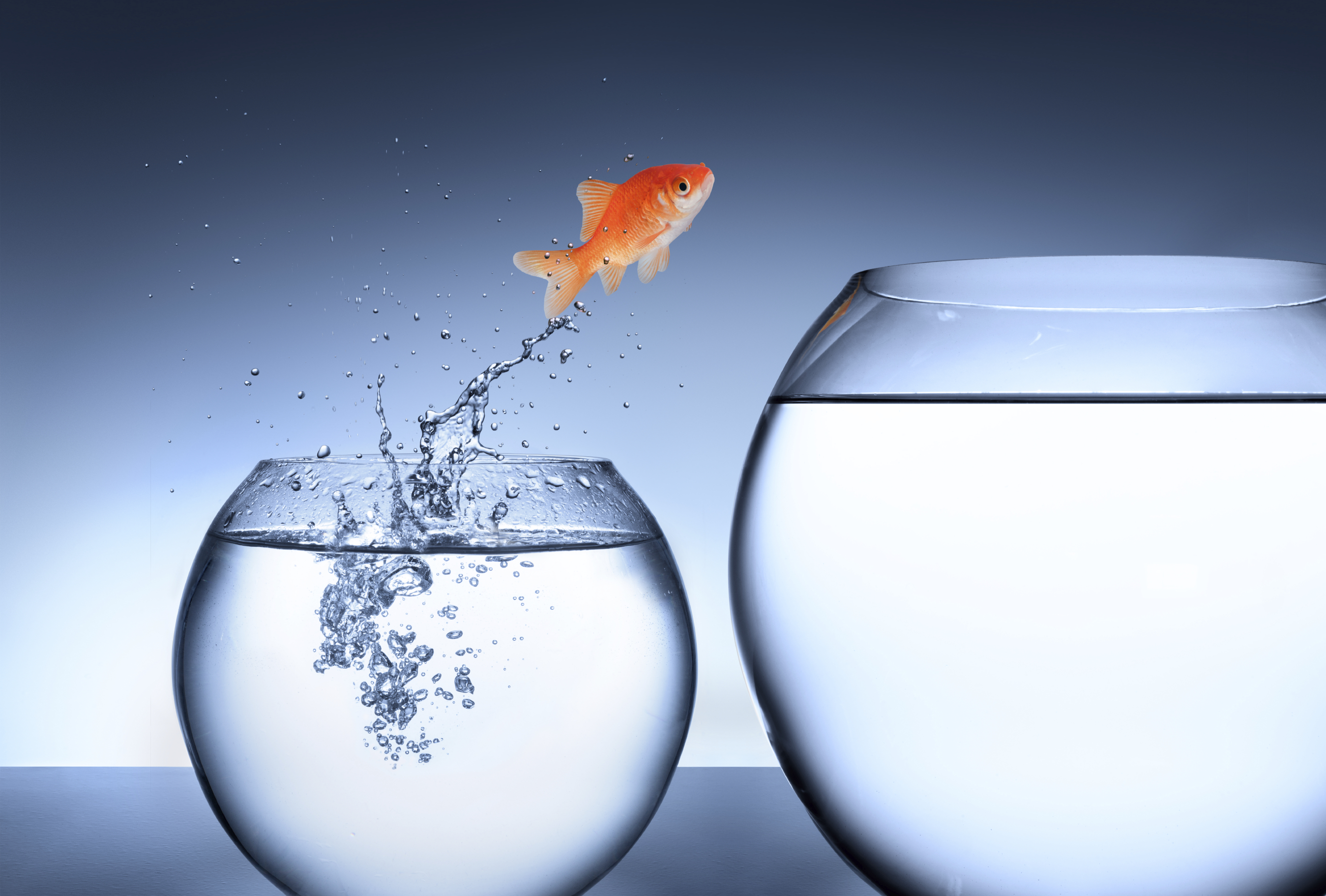 Fish-jumping-into-another-fish-pond | Academy Of Learning Career College